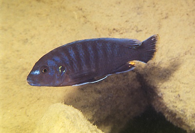 Pseudotropheus fuscus 'Nkhata Bay'